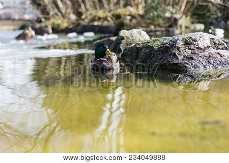 Mallard Duck, Mallard Anas Platyrhynchos, With Green Head In Pond