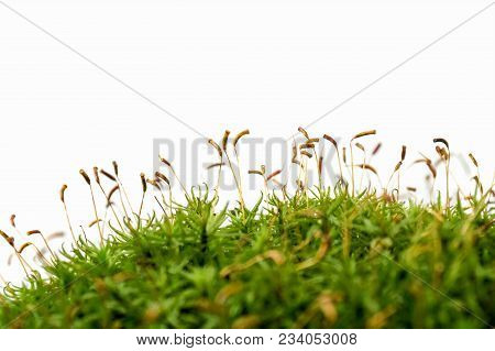 Macro Shot Of Growing Moss On White Background Isolated