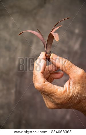 The Hand Holding The Winged Seed With A Dark Background. Winged Seed Is A Tropical Forest Tree.
