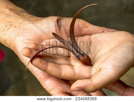 The Hand Holding The Winged Seed With A Dark Background. Winged Seed Is A Tropical Forest Tree.