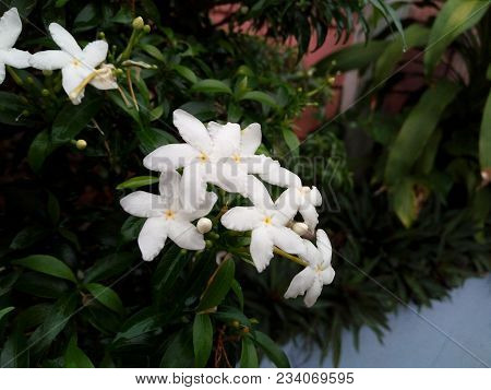 Jasmine Flowers And Leaves On Dark Background