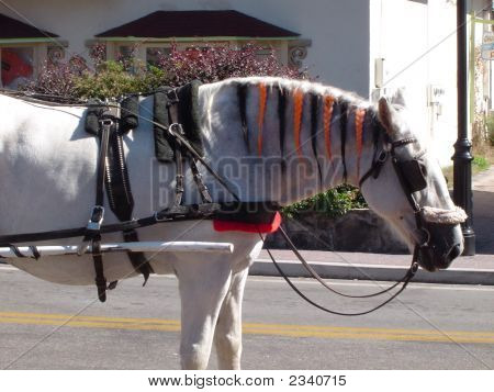 Cavalo branco