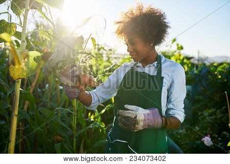 african american woman inspecting freshly harvested golden beets in community communal garden