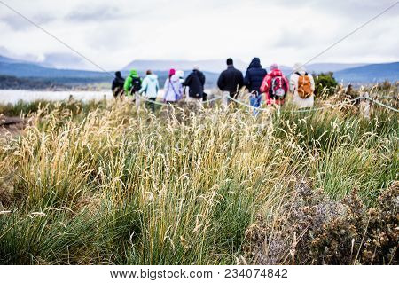 Group Of Explorers Walking In Isla Martillo To Visit Penguins, Tall Grass In Focus In The Foreground