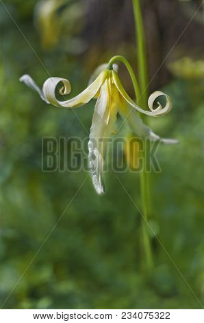 Close Up Of Single White Fawn Lily Flower (erythronium Oregonum) With Whimsical Curled Petals In Ver