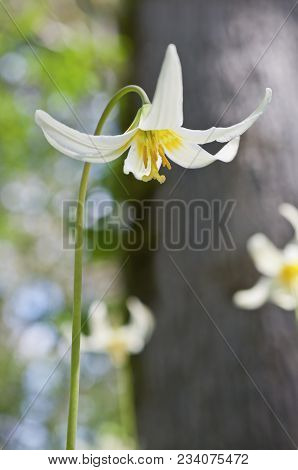 Closeup Of White Fawn Lily Flower With Tree