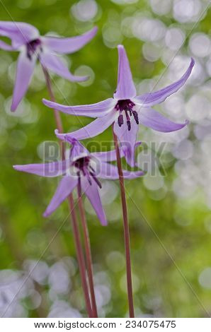 Purple Fawn Lily Flowers In English Garden (erythronium Purpurascens)
