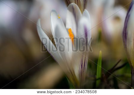 White Crocus Vernus In The Garden Macro Photography