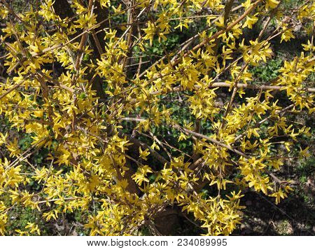 Yellow Forsythia (forsythia X Intermedia) Flower Aka Border Forsythia Flower Bloom