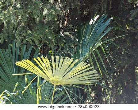 Palm Tree (arecaceae) Leaf Useful As A Background