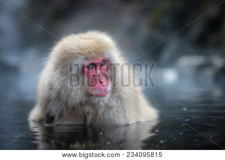 Snow Monkey Or Japanese Macaque In Hot Spring Onsen