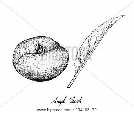 Exotic Fruit, Illustration Hand Drawn Sketch Of Ripe Angel Peach Isolated On White Background.