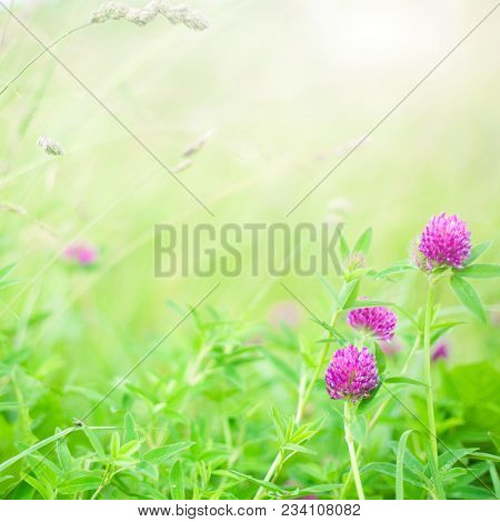 Bright Summer Spring Background With Clover Flowers On Floral Meadow Outdoors. Beautiful Nature Squa