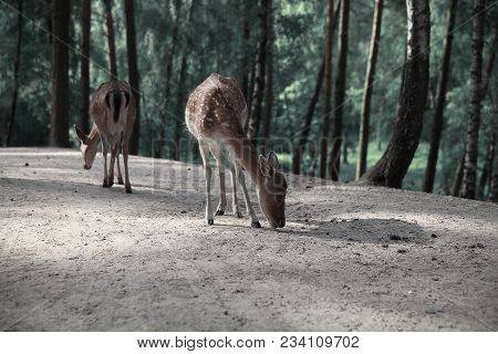 Image Of Lonely Deers In Autumn Forest Landscape