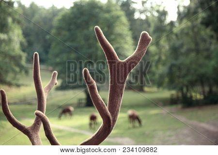 Fluffy Elk Horns In Soft Green Background