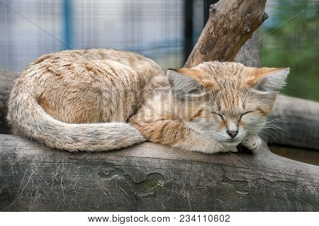 Sand Cat (felis Margarita), Also Known As The Sand Dune Cat. Wild Life Animal