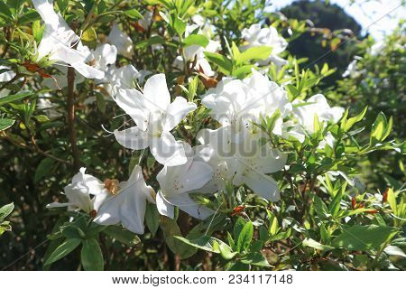 Azalea Or Ericaceae Or Rhododendron Flower Or White Flower