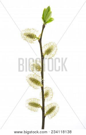 Salix Caprea, Willow In Bloom Isolated On White Background