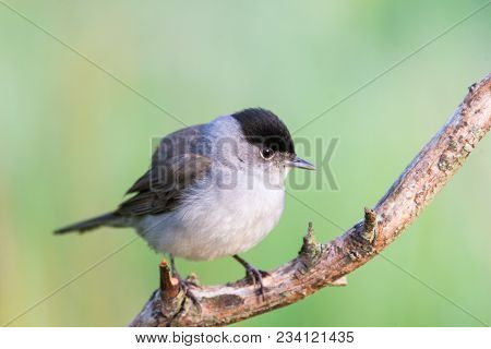 Sylvia Atricapilla Or Curruca Capirotada On Green Background