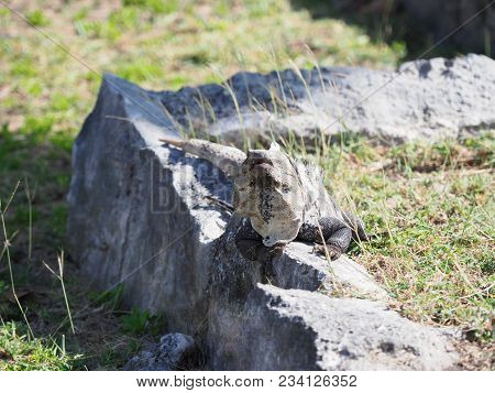 Ctenosaura Similis Known As Black Spiny-tailed Iguana At Tulum Mayan City, Archaeological Site, Cten
