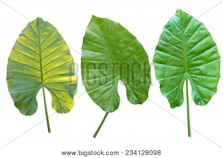 Alocasia Macrorhiza Schott Green Leaf Isolate On White Background