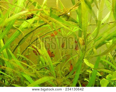 Aquarium Fish Ichthyology Algae, Goldfish, Tropical, Water