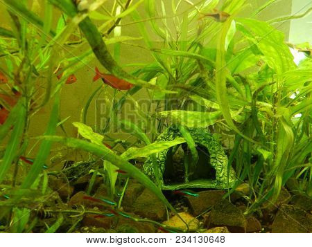 Aquarium Fish Ichthyology Algae, Goldfish, Tropical, Water
