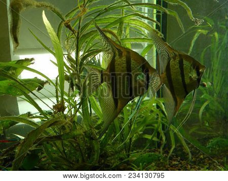 Aquarium Fish Ichthyology Algae, Goldfish, Tropical, Water