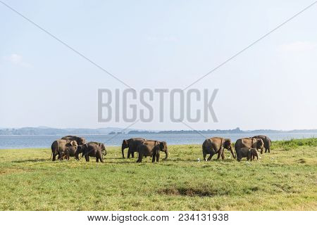 Scenic View Of Wild Elephants In Natural Habitat On Field, Sri Lanka, Minneriya