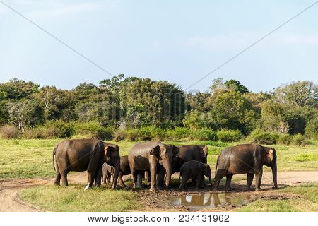 Scenic View Of Wild Elephants In Natural Habitat, Asia, Sri Lanka, Minneriya