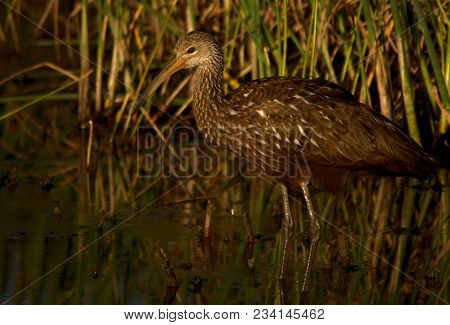 Limpkin At The Green Cay Wetlands In South Florida