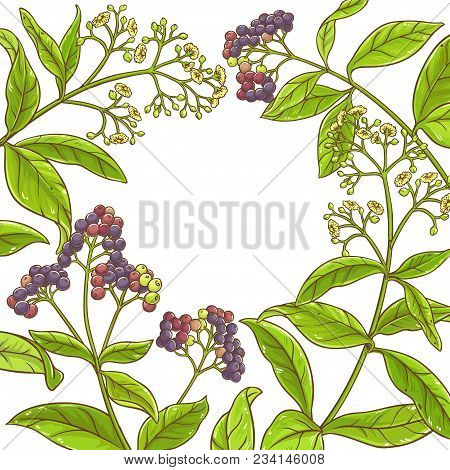 Allspice  Branch Vector Frame On White Background