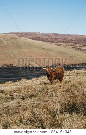 Highland Cattle Standing In A Field By The Water In Isle Of Skye, Scotland.