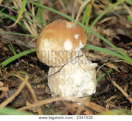 CEP