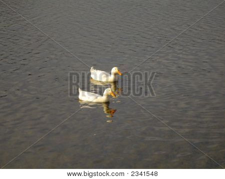 Patos