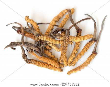 Group Of Ophiocordyceps Sinensis Or Mushroom Cordyceps This Is A Herbs On Isolated Background. Medic