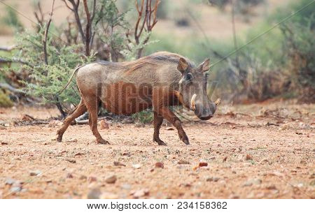 A Warthog Walking On The Savannah In Namibia
