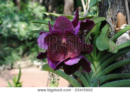 Orchid