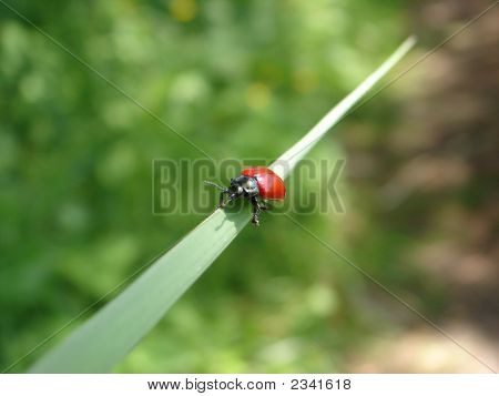 Coccinella