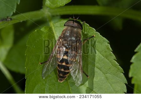 Macrophoto Of Male Horsefly (tabanus Sudeticus) On A Leaf