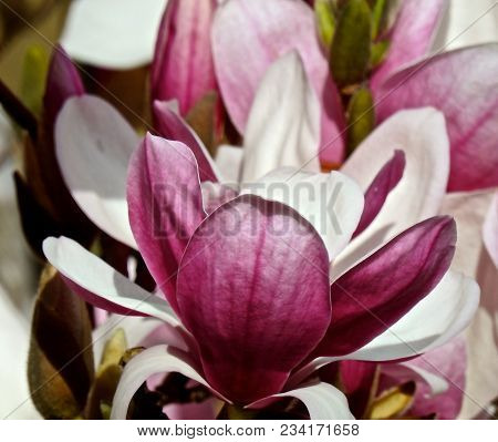 Tulip Tree With Shades Of White And Mauve