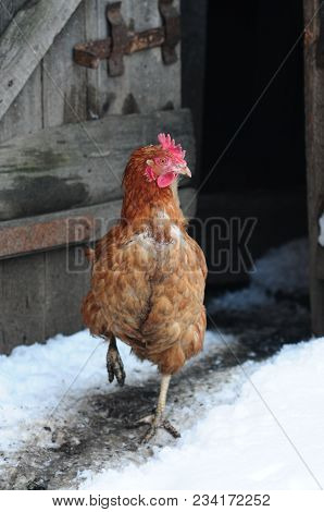 A Table Of Contents And Breeding Of Chickens Are In A Private Economy