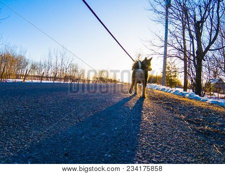 Photo Taken Of My Dog Tobby Walking On The Country Road. Drummondville, Quebec, Canada; March 26, 20