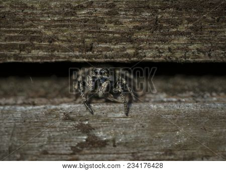 Wildlife And Insects, A Small Zebra Jumping Spider Sat Still In-between Wooden Slats Of A Shed