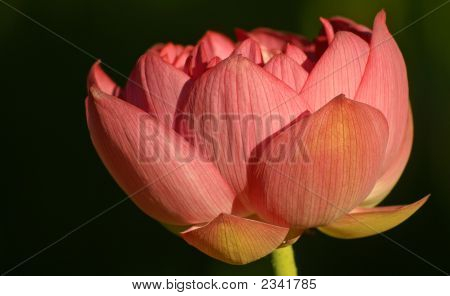 Large Reddish Pink Lotus Flower