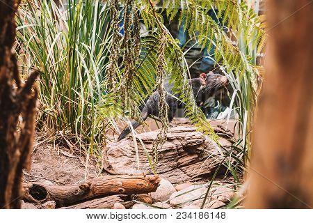 Sydney, Australia. May 10, 2017. Tasmanian Devil Running In The Wild Among Trees And Bushes.
