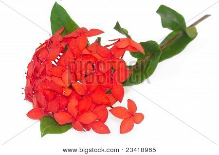 Red Ixora Coccinea, Isolated