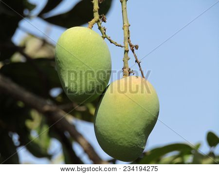 Green Mango On Tree In The Orchard. Mango Is A Nutritious Food.