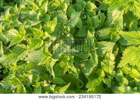 Background Of Green Nettles Close-up In The Garden