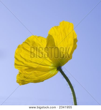 Papavero giallo Islanda